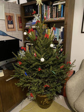 Load image into Gallery viewer, Real Christmas Tree (Medium 1.5-1.6 metres)