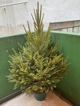 Load image into Gallery viewer, Real Christmas Tree (Medium 1.5-1.6 metres)