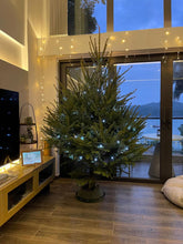 Load image into Gallery viewer, Real Christmas Tree (Large 2.1-2.2 metres)