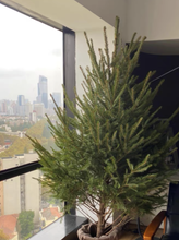 Load image into Gallery viewer, Real Christmas Tree (Large 2.1-2.2 metres)
