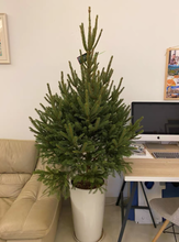 Load image into Gallery viewer, Real Christmas Tree (Small 0.8-0.9 metres)
